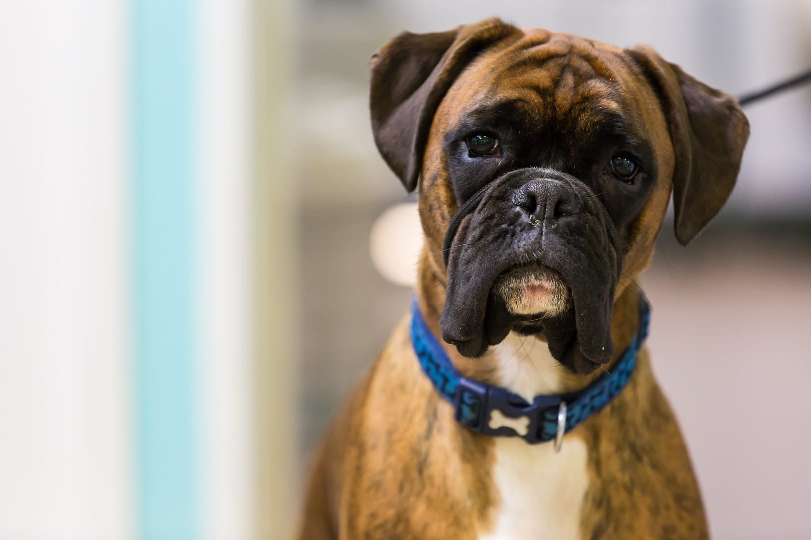 vet photography boxer dog